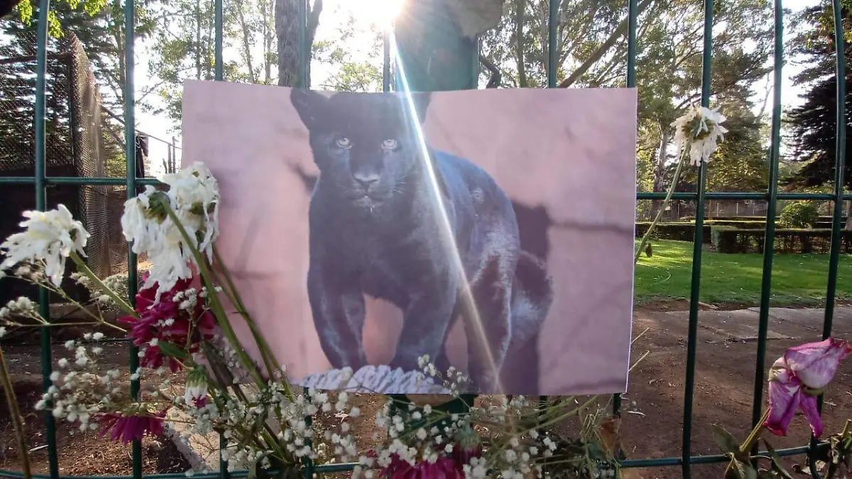 Altar a la jaguar del zoológico 2